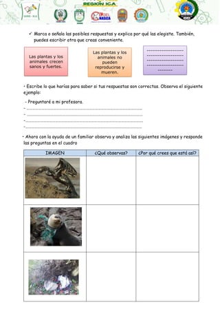 Las plantas y los
animales crecen
sanos y fuertes.
Las plantas y los
animales no
pueden
reproducirse y
mueren.
--------------------
--------------------
--------------------
--------------------
--------
 Marca o señala las posibles respuestas y explica por qué las elegiste. También,
puedes escribir otra que creas conveniente.
• Escribe lo que harías para saber si tus respuestas son correctas. Observa el siguiente
ejemplo:
- Preguntaré a mi profesora.
- ……………………………………………………………………………………………………..
- ………………………………………………………………………………………………………
-……………………………………………………………………………………………………….
-………………………………………………………………………………………………………
• Ahora con la ayuda de un familiar observa y analiza las siguientes imágenes y responde
las preguntas en el cuadro
IMAGEN ¿Qué observas? ¿Por qué crees que está así?
 