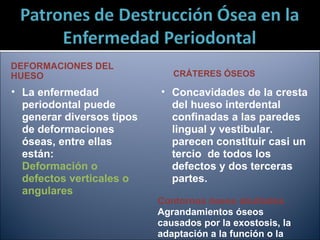 DEFORMACIONES DEL HUESO La enfermedad periodontal puede generar diversos tipos de deformaciones óseas, entre ellas están: Deformación o defectos verticales o angulares CRÁTERES ÓSEOS Concavidades de la cresta del hueso interdental confinadas a las paredes lingual y vestibular. parecen constituir casi un tercio  de todos los defectos y dos terceras partes. Contornos óseos abultados Agrandamientos óseos causados por la exostosis, la adaptación a la función o la formación ósea de refuerzo. 