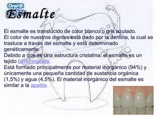 Esmalte
El esmalte es translucido de color blanco o gris azulado.
El color de nuestros dientes está dado por la dentina, la cual se
trasluce a través del esmalte y está determinado
genéticamente.
Debido a que es una estructura cristalina, el esmalte es un
tejido birrefringente.
Está formado principalmente por material inorgánico (94%) y
únicamente una pequeña cantidad de sustancia orgánica
(1,5%) y agua (4,5%). El material inorgánico del esmalte es
similar a la apatita.
 