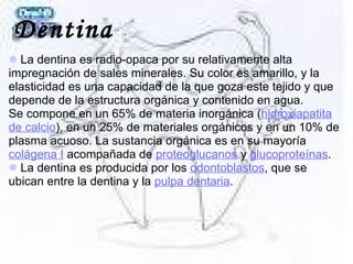 Dentina
La dentina es radio-opaca por su relativamente alta
impregnación de sales minerales. Su color es amarillo, y la
elasticidad es una capacidad de la que goza este tejido y que
depende de la estructura orgánica y contenido en agua.
Se compone en un 65% de materia inorgánica (hidroxiapatita
de calcio), en un 25% de materiales orgánicos y en un 10% de
plasma acuoso. La sustancia orgánica es en su mayoría
colágena I acompañada de proteoglucanos y glucoproteínas.
La dentina es producida por los odontoblastos, que se
ubican entre la dentina y la pulpa dentaria.
 