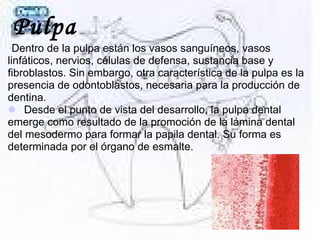 Pulpa
Dentro de la pulpa están los vasos sanguíneos, vasos
linfáticos, nervios, células de defensa, sustancia base y
fibroblastos. Sin embargo, otra característica de la pulpa es la
presencia de odontoblastos, necesaria para la producción de
dentina.
Desde el punto de vista del desarrollo, la pulpa dental
emerge como resultado de la promoción de la lámina dental
del mesodermo para formar la papila dental. Su forma es
determinada por el órgano de esmalte.
 