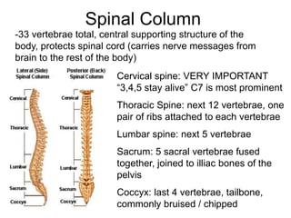 Spinal Column
-33 vertebrae total, central supporting structure of the
body, protects spinal cord (carries nerve messages from
brain to the rest of the body)
Cervical spine: VERY IMPORTANT
“3,4,5 stay alive” C7 is most prominent
Thoracic Spine: next 12 vertebrae, one
pair of ribs attached to each vertebrae
Lumbar spine: next 5 vertebrae
Sacrum: 5 sacral vertebrae fused
together, joined to illiac bones of the
pelvis
Coccyx: last 4 vertebrae, tailbone,
commonly bruised / chipped
 