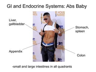 GI and Endocrine Systems: Abs Baby
Liver,
gallbladder
Appendix
Stomach,
spleen
Colon
-small and large intestines in all quadrants
 