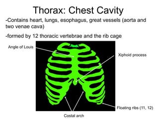 Thorax: Chest Cavity
-Contains heart, lungs, esophagus, great vessels (aorta and
two venae cava)
-formed by 12 thoracic vertebrae and the rib cage
Xiphoid process
Costal arch
Angle of Louis
Floating ribs (11, 12)
 