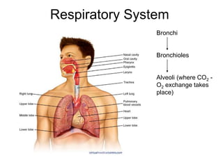 Respiratory System
Bronchi
Bronchioles
Alveoli (where CO2 -
O2 exchange takes
place)
 