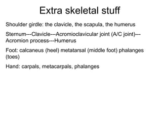 Extra skeletal stuff
Shoulder girdle: the clavicle, the scapula, the humerus
Sternum---Clavicle---Acromioclavicular joint (A/C joint)---
Acromion process---Humerus
Foot: calcaneus (heel) metatarsal (middle foot) phalanges
(toes)
Hand: carpals, metacarpals, phalanges
 