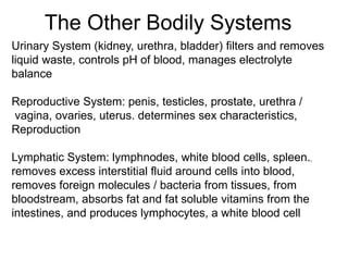 The Other Bodily Systems
Urinary System (kidney, urethra, bladder) filters and removes
liquid waste, controls pH of blood, manages electrolyte
balance
Reproductive System: penis, testicles, prostate, urethra /
vagina, ovaries, uterus. determines sex characteristics,
Reproduction
Lymphatic System: lymphnodes, white blood cells, spleen.,
removes excess interstitial fluid around cells into blood,
removes foreign molecules / bacteria from tissues, from
bloodstream, absorbs fat and fat soluble vitamins from the
intestines, and produces lymphocytes, a white blood cell
 