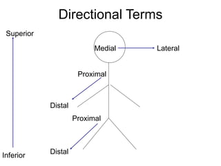 Directional Terms
Superior
Inferior
Proximal
Distal
Medial Lateral
Proximal
Distal
 
