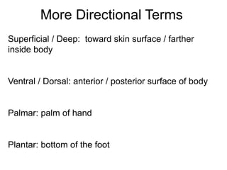 More Directional Terms
Superficial / Deep: toward skin surface / farther
inside body
Ventral / Dorsal: anterior / posterior surface of body
Palmar: palm of hand
Plantar: bottom of the foot
 