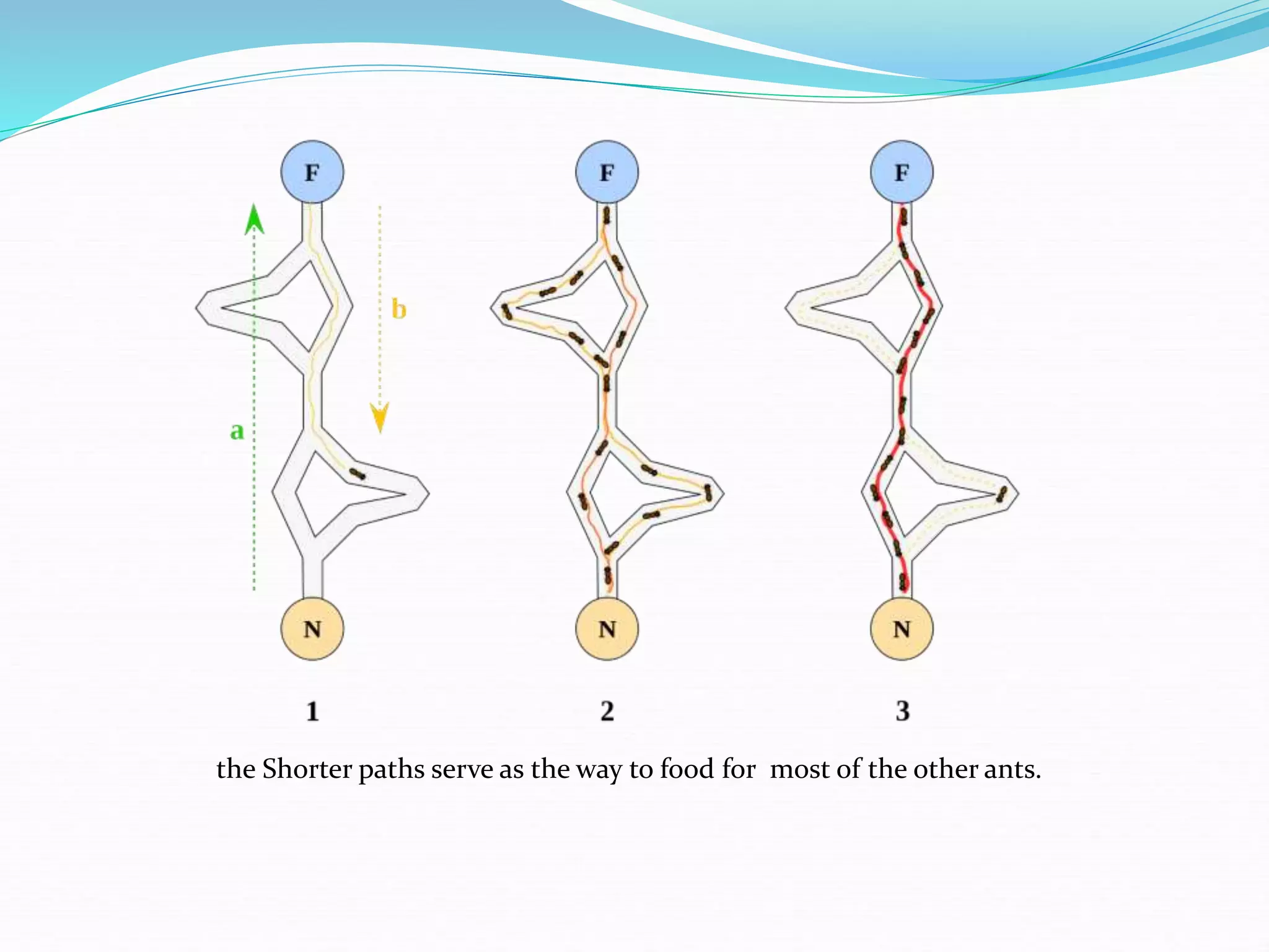 the Shorter paths serve as the way to food for most of the other ants.
 