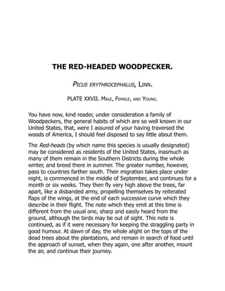 THE RED-HEADED WOODPECKER.
Picus erythrocephalus, Linn.
PLATE XXVII. Male, Female, and Young.
You have now, kind reader, under consideration a family of
Woodpeckers, the general habits of which are so well known in our
United States, that, were I assured of your having traversed the
woods of America, I should feel disposed to say little about them.
The Red-heads (by which name this species is usually designated)
may be considered as residents of the United States, inasmuch as
many of them remain in the Southern Districts during the whole
winter, and breed there in summer. The greater number, however,
pass to countries farther south. Their migration takes place under
night, is commenced in the middle of September, and continues for a
month or six weeks. They then fly very high above the trees, far
apart, like a disbanded army, propelling themselves by reiterated
flaps of the wings, at the end of each successive curve which they
describe in their flight. The note which they emit at this time is
different from the usual one, sharp and easily heard from the
ground, although the birds may be out of sight. This note is
continued, as if it were necessary for keeping the straggling party in
good humour. At dawn of day, the whole alight on the tops of the
dead trees about the plantations, and remain in search of food until
the approach of sunset, when they again, one after another, mount
the air, and continue their journey.
 