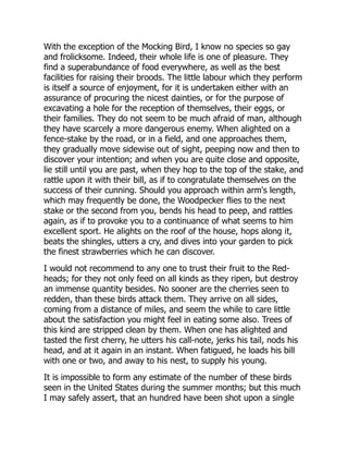 With the exception of the Mocking Bird, I know no species so gay
and frolicksome. Indeed, their whole life is one of pleasure. They
find a superabundance of food everywhere, as well as the best
facilities for raising their broods. The little labour which they perform
is itself a source of enjoyment, for it is undertaken either with an
assurance of procuring the nicest dainties, or for the purpose of
excavating a hole for the reception of themselves, their eggs, or
their families. They do not seem to be much afraid of man, although
they have scarcely a more dangerous enemy. When alighted on a
fence-stake by the road, or in a field, and one approaches them,
they gradually move sidewise out of sight, peeping now and then to
discover your intention; and when you are quite close and opposite,
lie still until you are past, when they hop to the top of the stake, and
rattle upon it with their bill, as if to congratulate themselves on the
success of their cunning. Should you approach within arm's length,
which may frequently be done, the Woodpecker flies to the next
stake or the second from you, bends his head to peep, and rattles
again, as if to provoke you to a continuance of what seems to him
excellent sport. He alights on the roof of the house, hops along it,
beats the shingles, utters a cry, and dives into your garden to pick
the finest strawberries which he can discover.
I would not recommend to any one to trust their fruit to the Red-
heads; for they not only feed on all kinds as they ripen, but destroy
an immense quantity besides. No sooner are the cherries seen to
redden, than these birds attack them. They arrive on all sides,
coming from a distance of miles, and seem the while to care little
about the satisfaction you might feel in eating some also. Trees of
this kind are stripped clean by them. When one has alighted and
tasted the first cherry, he utters his call-note, jerks his tail, nods his
head, and at it again in an instant. When fatigued, he loads his bill
with one or two, and away to his nest, to supply his young.
It is impossible to form any estimate of the number of these birds
seen in the United States during the summer months; but this much
I may safely assert, that an hundred have been shot upon a single
 