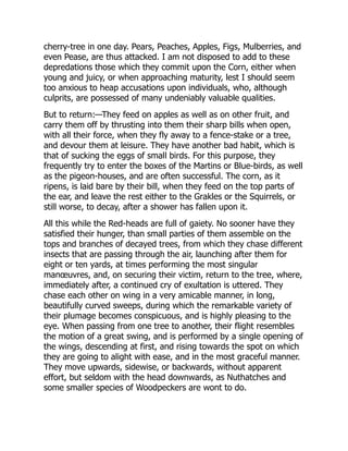cherry-tree in one day. Pears, Peaches, Apples, Figs, Mulberries, and
even Pease, are thus attacked. I am not disposed to add to these
depredations those which they commit upon the Corn, either when
young and juicy, or when approaching maturity, lest I should seem
too anxious to heap accusations upon individuals, who, although
culprits, are possessed of many undeniably valuable qualities.
But to return:—They feed on apples as well as on other fruit, and
carry them off by thrusting into them their sharp bills when open,
with all their force, when they fly away to a fence-stake or a tree,
and devour them at leisure. They have another bad habit, which is
that of sucking the eggs of small birds. For this purpose, they
frequently try to enter the boxes of the Martins or Blue-birds, as well
as the pigeon-houses, and are often successful. The corn, as it
ripens, is laid bare by their bill, when they feed on the top parts of
the ear, and leave the rest either to the Grakles or the Squirrels, or
still worse, to decay, after a shower has fallen upon it.
All this while the Red-heads are full of gaiety. No sooner have they
satisfied their hunger, than small parties of them assemble on the
tops and branches of decayed trees, from which they chase different
insects that are passing through the air, launching after them for
eight or ten yards, at times performing the most singular
manœuvres, and, on securing their victim, return to the tree, where,
immediately after, a continued cry of exultation is uttered. They
chase each other on wing in a very amicable manner, in long,
beautifully curved sweeps, during which the remarkable variety of
their plumage becomes conspicuous, and is highly pleasing to the
eye. When passing from one tree to another, their flight resembles
the motion of a great swing, and is performed by a single opening of
the wings, descending at first, and rising towards the spot on which
they are going to alight with ease, and in the most graceful manner.
They move upwards, sidewise, or backwards, without apparent
effort, but seldom with the head downwards, as Nuthatches and
some smaller species of Woodpeckers are wont to do.
 