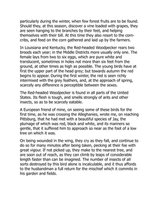 particularly during the winter, when few forest fruits are to be found.
Should they, at this season, discover a vine loaded with grapes, they
are seen hanging to the branches by their feet, and helping
themselves with their bill. At this time they also resort to the corn-
cribs, and feed on the corn gathered and laid up by the farmers.
In Louisiana and Kentucky, the Red-headed Woodpecker rears two
broods each year; in the Middle Districts more usually only one. The
female lays from two to six eggs, which are pure white and
translucent, sometimes in holes not more than six feet from the
ground, at other times as high as possible. The young birds have at
first the upper part of the head grey; but towards autumn the red
begins to appear. During the first winter, the red is seen richly
intermixed with the grey feathers, and, at the approach of spring,
scarcely any difference is perceptible between the sexes.
The Red-headed Woodpecker is found in all parts of the United
States. Its flesh is tough, and smells strongly of ants and other
insects, so as to be scarcely eatable.
A European friend of mine, on seeing some of these birds for the
first time, as he was crossing the Alleghanies, wrote me, on reaching
Pittsburg, that he had met with a beautiful species of Jay, the
plumage of which was red, black and white, and its manners so
gentle, that it suffered him to approach so near as the foot of a low
tree on which it was.
On being wounded in the wing, they cry as they fall, and continue to
do so for many minutes after being taken, pecking at their foe with
great vigour. If not picked up, they make to the nearest tree, and
are soon out of reach, as they can climb by leaps of considerable
length faster than can be imagined. The number of insects of all
sorts destroyed by this bird alone is incalculable, and it thus affords
to the husbandman a full return for the mischief which it commits in
his garden and fields.
 