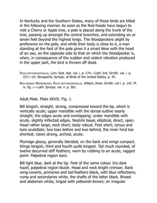 In Kentucky and the Southern States, many of these birds are killed
in the following manner. As soon as the Red-heads have begun to
visit a Cherry or Apple tree, a pole is placed along the trunk of the
tree, passing up amongst the central branches, and extending six or
seven feet beyond the highest twigs. The Woodpeckers alight by
preference on the pole, and while their body is close to it, a man
standing at the foot of the pole gives it a smart blow with the head
of an axe, on the opposite side to that on which the Woodpecker is,
when, in consequence of the sudden and violent vibration produced
in the upper part, the bird is thrown off dead.
Picus erythrocephalus, Linn. Syst. Nat. vol. i. p. 174.—Lath. Ind. Ornith. vol. i. p.
227.—Ch. Bonaparte, Synops. of Birds of the United States, p. 45.
Red-headed Woodpecker, Picus erythrocephalus, Wilson, Amer. Ornith. vol i. p. 142. Pl.
ix. fig. i.—Lath. Synops. vol. ii. p. 561.
Adult Male. Plate XXVII. Fig. 1.
Bill longish, straight, strong, compressed toward the tip, which is
vertically acute; upper mandible with the dorsal outline nearly
straight, the edges acute and overlapping; under mandible with
acute, slightly inflected edges. Nostrils basal, elliptical, direct, open.
Head rather large; neck short; body robust. Feet short; tarsus and
toes scutellate; two toes before and two behind, the inner hind toe
shortest; claws strong, arched, acute.
Plumage glossy, generally blended, on the back and wings compact.
Wings longish, third and fourth quills longest. Tail much rounded, of
twelve decurved stiff feathers, worn by rubbing to an acute, ragged
point. Palpebral region bare.
Bill light blue, dark at the tip. Feet of the same colour. Iris dark
hazel, palpebral region bluish. Head and neck bright crimson. Back
wing-coverts, primaries and tail-feathers black, with blue reflections;
rump and secondaries white, the shafts of the latter black. Breast
and abdomen white, tinged with yellowish-brown; an irregular
 