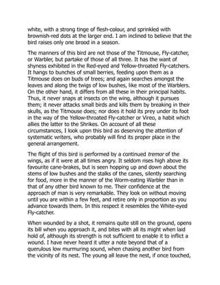 white, with a strong tinge of flesh-colour, and sprinkled with
brownish-red dots at the larger end. I am inclined to believe that the
bird raises only one brood in a season.
The manners of this bird are not those of the Titmouse, Fly-catcher,
or Warbler, but partake of those of all three. It has the want of
shyness exhibited in the Red-eyed and Yellow-throated Fly-catchers.
It hangs to bunches of small berries, feeding upon them as a
Titmouse does on buds of trees; and again searches amongst the
leaves and along the twigs of low bushes, like most of the Warblers.
On the other hand, it differs from all these in their principal habits.
Thus, it never snaps at insects on the wing, although it pursues
them; it never attacks small birds and kills them by breaking in their
skulls, as the Titmouse does; nor does it hold its prey under its foot
in the way of the Yellow-throated Fly-catcher or Vireo, a habit which
allies the latter to the Shrikes. On account of all these
circumstances, I look upon this bird as deserving the attention of
systematic writers, who probably will find its proper place in the
general arrangement.
The flight of this bird is performed by a continued tremor of the
wings, as if it were at all times angry. It seldom rises high above its
favourite cane-brakes, but is seen hopping up and down about the
stems of low bushes and the stalks of the canes, silently searching
for food, more in the manner of the Worm-eating Warbler than in
that of any other bird known to me. Their confidence at the
approach of man is very remarkable. They look on without moving
until you are within a few feet, and retire only in proportion as you
advance towards them. In this respect it resembles the White-eyed
Fly-catcher.
When wounded by a shot, it remains quite still on the ground, opens
its bill when you approach it, and bites with all its might when laid
hold of, although its strength is not sufficient to enable it to inflict a
wound. I have never heard it utter a note beyond that of a
querulous low murmuring sound, when chasing another bird from
the vicinity of its nest. The young all leave the nest, if once touched,
 