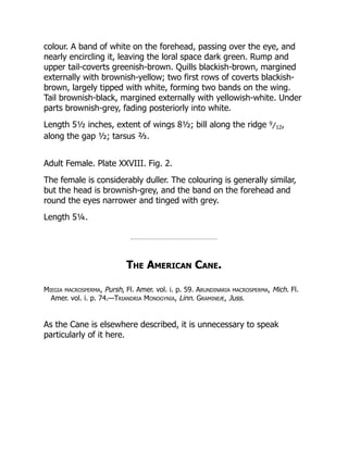 colour. A band of white on the forehead, passing over the eye, and
nearly encircling it, leaving the loral space dark green. Rump and
upper tail-coverts greenish-brown. Quills blackish-brown, margined
externally with brownish-yellow; two first rows of coverts blackish-
brown, largely tipped with white, forming two bands on the wing.
Tail brownish-black, margined externally with yellowish-white. Under
parts brownish-grey, fading posteriorly into white.
Length 5½ inches, extent of wings 8½; bill along the ridge 9
⁄12,
along the gap ½; tarsus ⅔.
Adult Female. Plate XXVIII. Fig. 2.
The female is considerably duller. The colouring is generally similar,
but the head is brownish-grey, and the band on the forehead and
round the eyes narrower and tinged with grey.
Length 5¼.
The American Cane.
Miegia macrosperma, Pursh, Fl. Amer. vol. i. p. 59. Arundinaria macrosperma, Mich. Fl.
Amer. vol. i. p. 74.—Triandria Monogynia, Linn. Gramineæ, Juss.
As the Cane is elsewhere described, it is unnecessary to speak
particularly of it here.
 