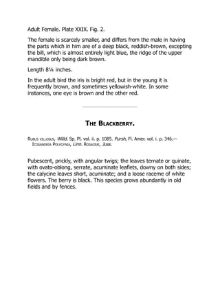 Adult Female. Plate XXIX. Fig. 2.
The female is scarcely smaller, and differs from the male in having
the parts which in him are of a deep black, reddish-brown, excepting
the bill, which is almost entirely light blue, the ridge of the upper
mandible only being dark brown.
Length 8¼ inches.
In the adult bird the iris is bright red, but in the young it is
frequently brown, and sometimes yellowish-white. In some
instances, one eye is brown and the other red.
The Blackberry.
Rubus villosus, Willd. Sp. Pl. vol. ii. p. 1085. Pursh, Fl. Amer. vol. i. p. 346.—
Icosandria Polygynia, Linn. Rosaceæ, Juss.
Pubescent, prickly, with angular twigs; the leaves ternate or quinate,
with ovato-oblong, serrate, acuminate leaflets, downy on both sides;
the calycine leaves short, acuminate; and a loose raceme of white
flowers. The berry is black. This species grows abundantly in old
fields and by fences.
 