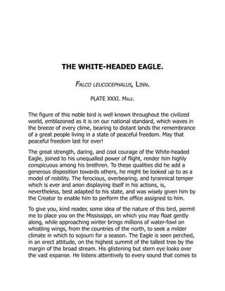 THE WHITE-HEADED EAGLE.
Falco leucocephalus, Linn.
PLATE XXXI. Male.
The figure of this noble bird is well known throughout the civilized
world, emblazoned as it is on our national standard, which waves in
the breeze of every clime, bearing to distant lands the remembrance
of a great people living in a state of peaceful freedom. May that
peaceful freedom last for ever!
The great strength, daring, and cool courage of the White-headed
Eagle, joined to his unequalled power of flight, render him highly
conspicuous among his brethren. To these qualities did he add a
generous disposition towards others, he might be looked up to as a
model of nobility. The ferocious, overbearing, and tyrannical temper
which is ever and anon displaying itself in his actions, is,
nevertheless, best adapted to his state, and was wisely given him by
the Creator to enable him to perform the office assigned to him.
To give you, kind reader, some idea of the nature of this bird, permit
me to place you on the Mississippi, on which you may float gently
along, while approaching winter brings millions of water-fowl on
whistling wings, from the countries of the north, to seek a milder
climate in which to sojourn for a season. The Eagle is seen perched,
in an erect attitude, on the highest summit of the tallest tree by the
margin of the broad stream. His glistening but stern eye looks over
the vast expanse. He listens attentively to every sound that comes to
 