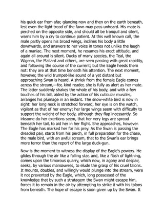 his quick ear from afar, glancing now and then on the earth beneath,
lest even the light tread of the fawn may pass unheard. His mate is
perched on the opposite side, and should all be tranquil and silent,
warns him by a cry to continue patient. At this well known call, the
male partly opens his broad wings, inclines his body a little
downwards, and answers to her voice in tones not unlike the laugh
of a maniac. The next moment, he resumes his erect attitude, and
again all around is silent. Ducks of many species, the Teal, the
Wigeon, the Mallard and others, are seen passing with great rapidity,
and following the course of the current; but the Eagle heeds them
not: they are at that time beneath his attention. The next moment,
however, the wild trumpet-like sound of a yet distant but
approaching Swan is heard. A shriek from the female Eagle comes
across the stream,—for, kind reader, she is fully as alert as her mate.
The latter suddenly shakes the whole of his body, and with a few
touches of his bill, aided by the action of his cuticular muscles,
arranges his plumage in an instant. The snow-white bird is now in
sight: her long neck is stretched forward, her eye is on the watch,
vigilant as that of her enemy; her large wings seem with difficulty to
support the weight of her body, although they flap incessantly. So
irksome do her exertions seem, that her very legs are spread
beneath her tail, to aid her in her flight. She approaches, however.
The Eagle has marked her for his prey. As the Swan is passing the
dreaded pair, starts from his perch, in full preparation for the chase,
the male bird, with an awful scream, that to the Swan's ear brings
more terror than the report of the large duck-gun.
Now is the moment to witness the display of the Eagle's powers. He
glides through the air like a falling star, and, like a flash of lightning,
comes upon the timorous quarry, which now, in agony and despair,
seeks, by various manœuvres, to elude the grasp of his cruel talons.
It mounts, doubles, and willingly would plunge into the stream, were
it not prevented by the Eagle, which, long possessed of the
knowledge that by such a stratagem the Swan might escape him,
forces it to remain in the air by attempting to strike it with his talons
from beneath. The hope of escape is soon given up by the Swan. It
 