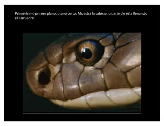 Primerísimo primer plano, plano corto: Muestra la cabeza ,o parte de ésta llenando
el encuadre.
 