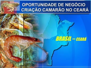 BRASIL – CEARÁ
OPORTUNIDADE DE NEGÓCIOOPORTUNIDADE DE NEGÓCIO
CRIAÇÃO CAMARÃO NO CEARÁCRIAÇÃO CAMARÃO NO CEARÁ
 