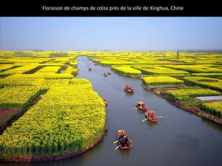 Floraison de champs de colza près de la ville de Xinghua, Chine
 