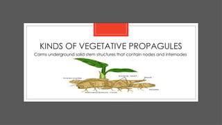538167868-Types-of-Planting-Materials-Propagules.pptx