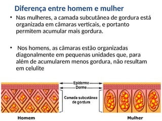 Diferença entre homem e mulher
• Nas mulheres, a camada subcutânea de gordura está
organizada em câmaras verticais, e portanto
permitem acumular mais gordura.
• Nos homens, as câmaras estão organizadas
diagonalmente em pequenas unidades que, para
além de acumularem menos gordura, não resultam
em celulite
•
Homem Mulher
 