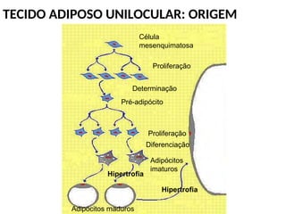 TECIDO ADIPOSO UNILOCULAR: ORIGEM
Célula
mesenquimatosa
Proliferação
Determinação
Pré-adipócito
Proliferação
Diferenciação
Adipócitos
imaturos
Hipertrofia
Hipertrofia
Adipócitos maduros
 