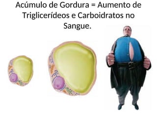 Acúmulo de Gordura = Aumento de
Triglicerídeos e Carboidratos no
Sangue.
 