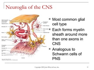 Copyright 2009 John Wiley & Sons, Inc. 11
Neuroglia of the CNS
 Most common glial
cell type
 Each forms myelin
sheath around more
than one axons in
CNS
 Analogous to
Schwann cells of
PNS
 
