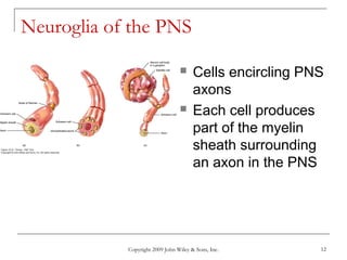 Copyright 2009 John Wiley & Sons, Inc. 12
Neuroglia of the PNS
 Cells encircling PNS
axons
 Each cell produces
part of the myelin
sheath surrounding
an axon in the PNS
 