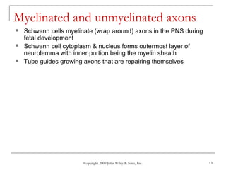 Copyright 2009 John Wiley & Sons, Inc. 13
Myelinated and unmyelinated axons
 Schwann cells myelinate (wrap around) axons in the PNS during
fetal development
 Schwann cell cytoplasm & nucleus forms outermost layer of
neurolemma with inner portion being the myelin sheath
 Tube guides growing axons that are repairing themselves
 
