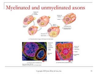 Copyright 2009 John Wiley & Sons, Inc. 14
Myelinated and unmyelinated axons
 