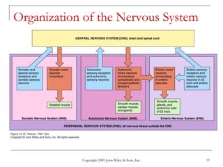 Copyright 2009 John Wiley & Sons, Inc. 15
Organization of the Nervous System
 