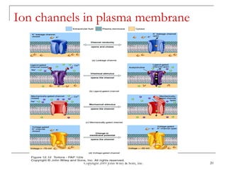 Copyright 2009 John Wiley & Sons, Inc. 20
Ion channels in plasma membrane
 