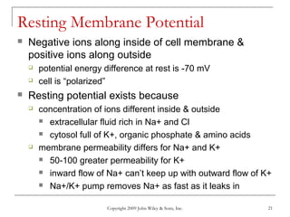 Copyright 2009 John Wiley & Sons, Inc. 21
Resting Membrane Potential
 Negative ions along inside of cell membrane &
positive ions along outside
 potential energy difference at rest is -70 mV
 cell is “polarized”
 Resting potential exists because
 concentration of ions different inside & outside
 extracellular fluid rich in Na+ and Cl
 cytosol full of K+, organic phosphate & amino acids
 membrane permeability differs for Na+ and K+
 50-100 greater permeability for K+
 inward flow of Na+ can’t keep up with outward flow of K+
 Na+/K+ pump removes Na+ as fast as it leaks in
 
