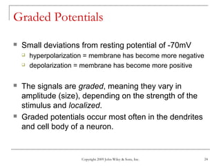 Copyright 2009 John Wiley & Sons, Inc. 24
Graded Potentials
 Small deviations from resting potential of -70mV
 hyperpolarization = membrane has become more negative
 depolarization = membrane has become more positive
 The signals are graded, meaning they vary in
amplitude (size), depending on the strength of the
stimulus and localized.
 Graded potentials occur most often in the dendrites
and cell body of a neuron.
 