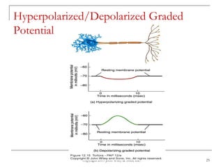Copyright 2009 John Wiley & Sons, Inc. 25
Hyperpolarized/Depolarized Graded
Potential
 