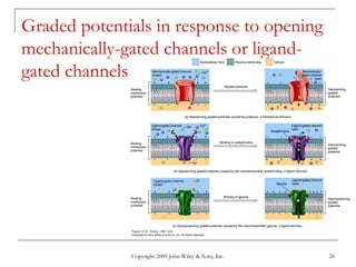 Copyright 2009 John Wiley & Sons, Inc. 26
Graded potentials in response to opening
mechanically-gated channels or ligand-
gated channels
 