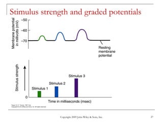 Copyright 2009 John Wiley & Sons, Inc. 27
Stimulus strength and graded potentials
 