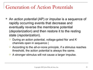 Copyright 2009 John Wiley & Sons, Inc. 29
Generation of Action Potentials
 An action potential (AP) or impulse is a sequence of
rapidly occurring events that decrease and
eventually reverse the membrane potential
(depolarization) and then restore it to the resting
state (repolarization).
 During an action potential, voltage-gated Na+
and K+
channels open in sequence (
 According to the all-or-none principle, if a stimulus reaches
threshold, the action potential is always the same.
 A stronger stimulus will not cause a larger impulse.
 