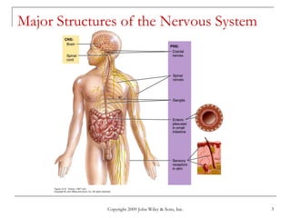 Copyright 2009 John Wiley & Sons, Inc. 3
Major Structures of the Nervous System
 