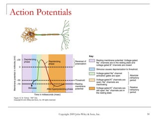 Copyright 2009 John Wiley & Sons, Inc. 30
Action Potentials
 
