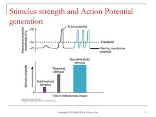 Copyright 2009 John Wiley & Sons, Inc. 31
Stimulus strength and Action Potential
generation
 