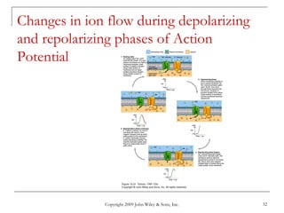 Copyright 2009 John Wiley & Sons, Inc. 32
Changes in ion flow during depolarizing
and repolarizing phases of Action
Potential
 