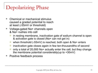 Copyright 2009 John Wiley & Sons, Inc. 33
Depolarizing Phase
 Chemical or mechanical stimulus
caused a graded potential to reach
at least (-55mV or threshold)
 Voltage-gated Na+ channels open
& Na+ rushes into cell
 in resting membrane, inactivation gate of sodium channel is open
& activation gate is closed (Na+ can not get in)
 when threshold (-55mV) is reached, both open & Na+ enters
 inactivation gate closes again in few ten-thousandths of second
 only a total of 20,000 Na+ actually enter the cell, but they change
the membrane potential considerably(up to +30mV)
 Positive feedback process
 