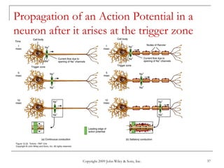 Copyright 2009 John Wiley & Sons, Inc. 37
Propagation of an Action Potential in a
neuron after it arises at the trigger zone
 