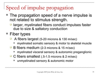 Copyright 2009 John Wiley & Sons, Inc. 39
Speed of impulse propagation
 The propagation speed of a nerve impulse is
not related to stimulus strength.
 larger, myelinated fibers conduct impulses faster
due to size & saltatory conduction
 Fiber types
 A fibers largest (5-20 microns & 130 m/sec)
 myelinated somatic sensory & motor to skeletal muscle
 B fibers medium (2-3 microns & 15 m/sec)
 myelinated visceral sensory & autonomic preganglionic
 C fibers smallest (.5-1.5 microns & 2 m/sec)
 unmyelinated sensory & autonomic motor
 
